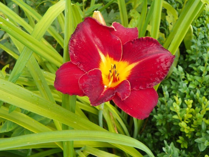 Indy Rhapsody - Hemerocallis 2017