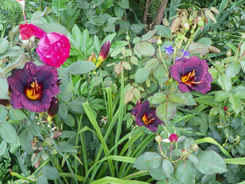 Vesuvian Blackout - Hemerocallis 2017