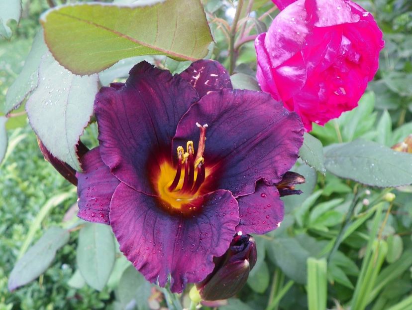 Vesuvian Blackout - Hemerocallis 2017