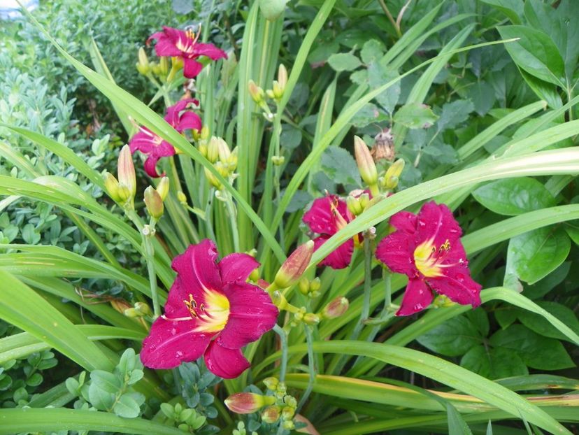 Pardon me - Hemerocallis 2017