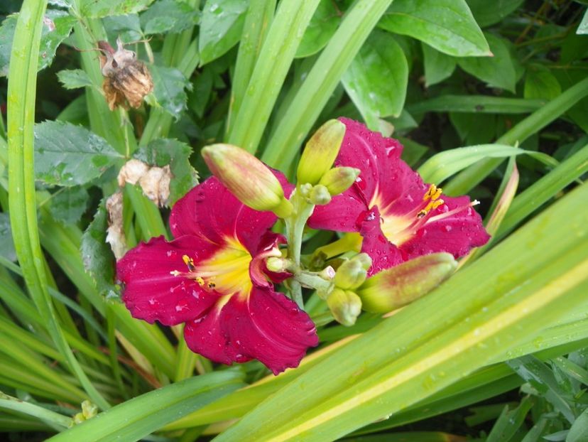 Pardon me - Hemerocallis 2017
