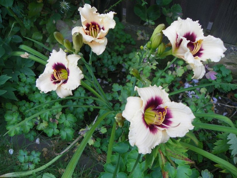 Blueberry Candy - Hemerocallis 2017