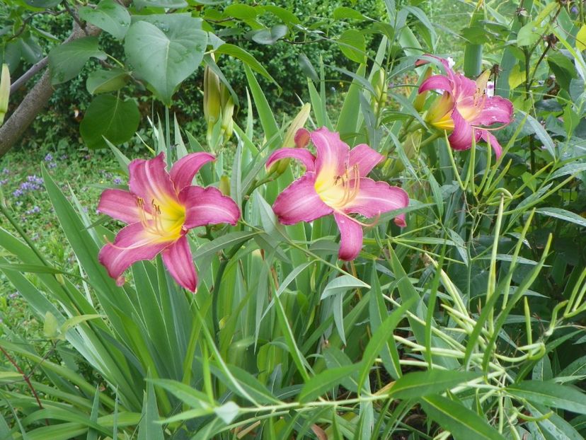 Summer Wine - Hemerocallis 2017