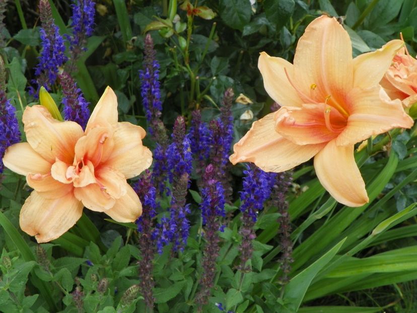 Double Dream - Hemerocallis 2017