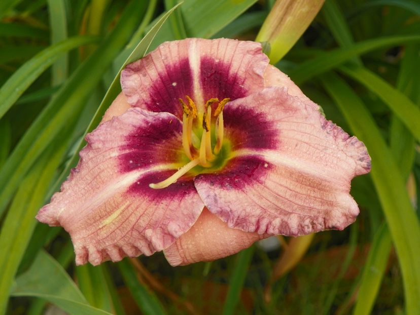 Siloam Merle Kent - Hemerocallis 2017