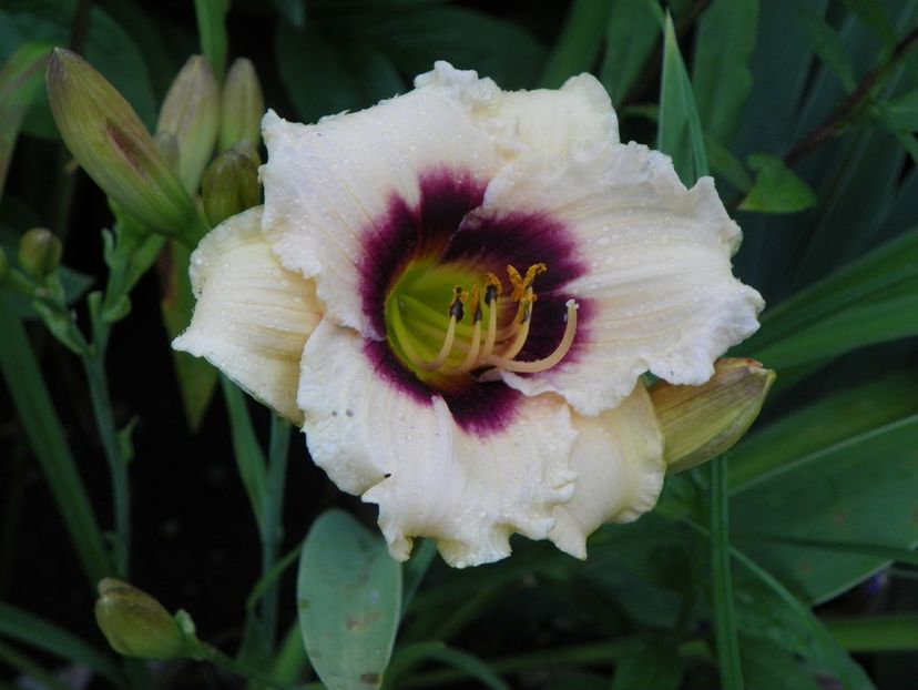 Snowy Eyes - Hemerocallis 2017