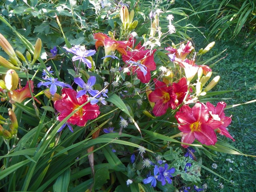 Baltimore Oriole - Hemerocallis 2017