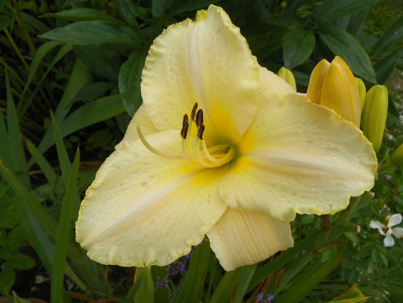 White Temptation - Hemerocallis 2017