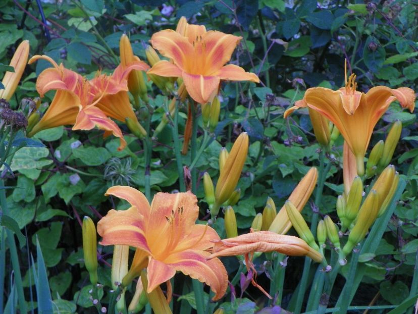 Indian Paintbrush - Hemerocallis 2017