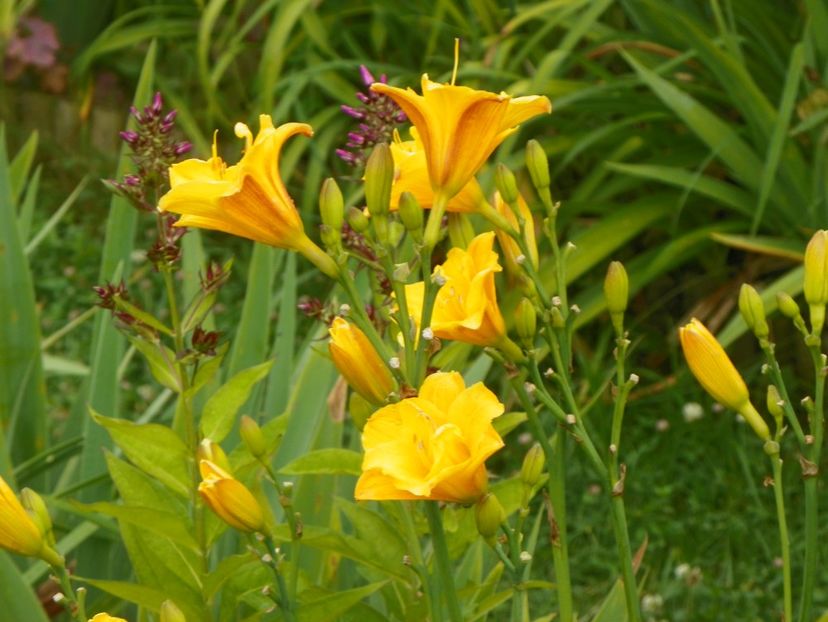 Little Carnation - Hemerocallis 2017