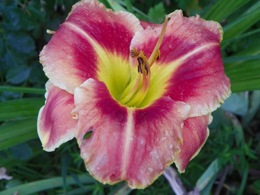 Fire and Fog - Hemerocallis 2017