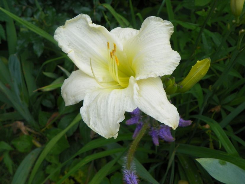 Heidi Edelweiss - Hemerocallis 2017