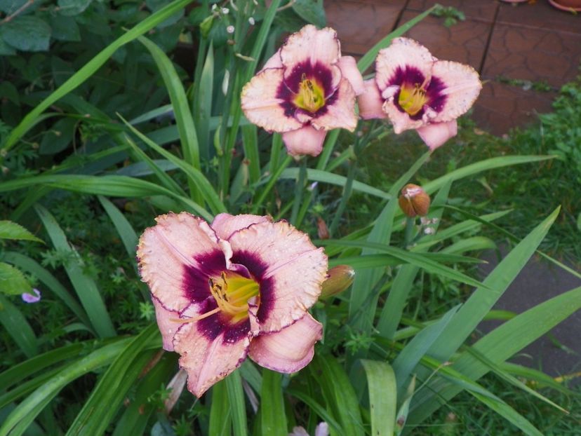 Daring Dilemma - Hemerocallis 2017