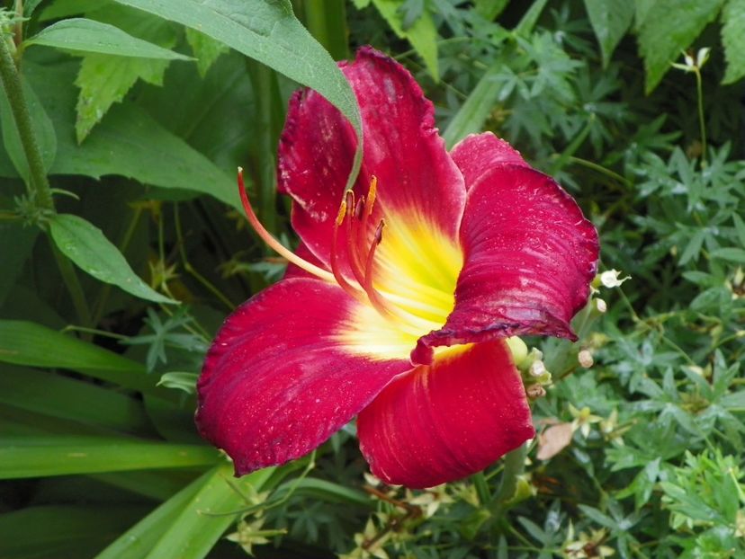 Scarlet Orbit - Hemerocallis 2017