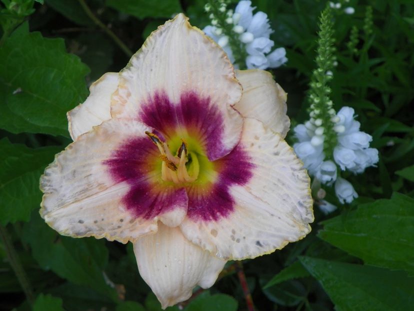 Raspberry Candy - Hemerocallis 2017