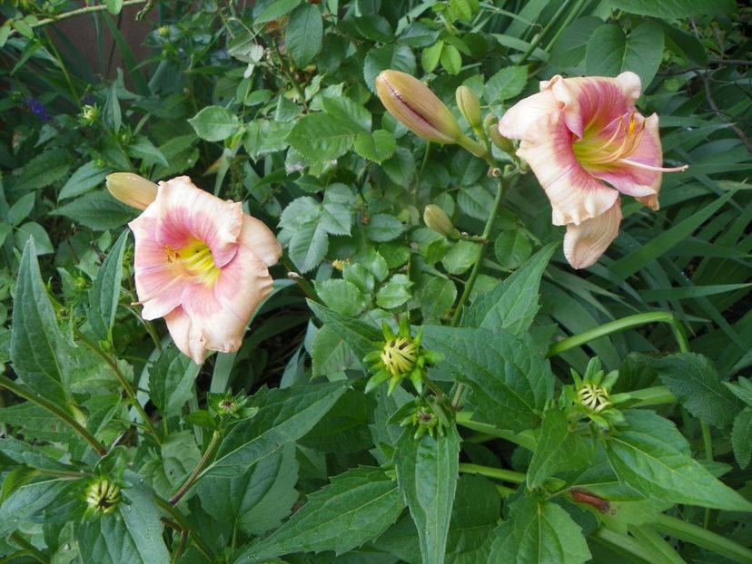 Janice Brown - Hemerocallis 2017