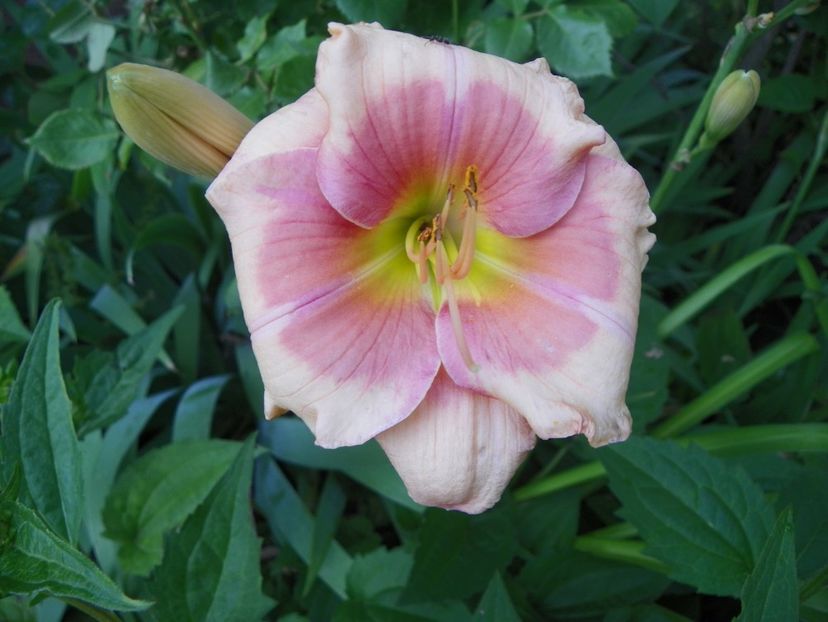 Janice Brown - Hemerocallis 2017