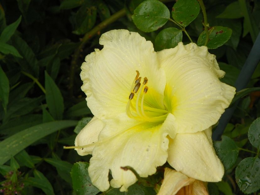 ??? - Hemerocallis 2017