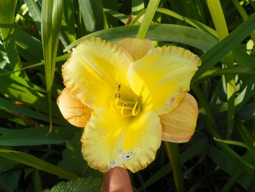 Unique Style - Hemerocallis 2017