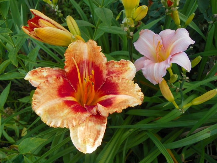 Tigger si Love that Pink - Hemerocallis 2017