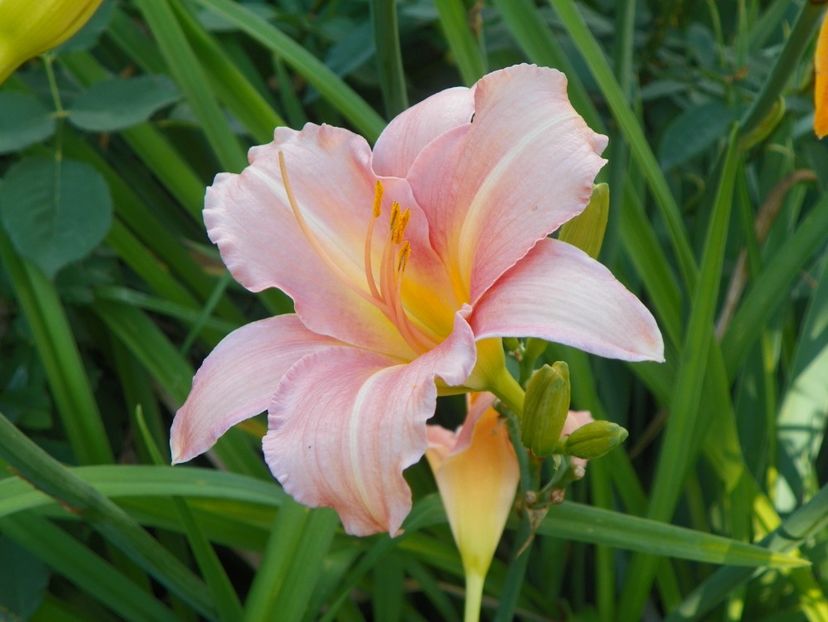 Love that Pink - Hemerocallis 2017