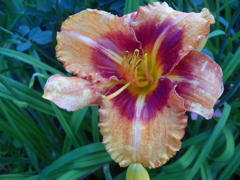 Tigger - Hemerocallis 2017