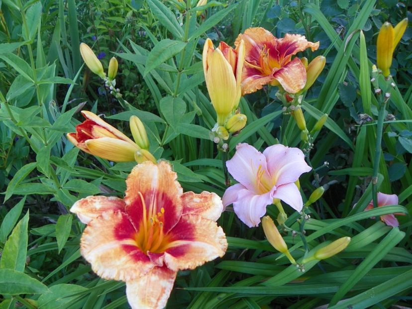 Tigger si Love that Pink - Hemerocallis 2017