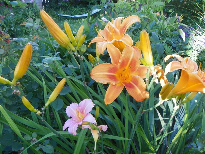 Indian Paintbrush si Love that Pink - Hemerocallis 2017