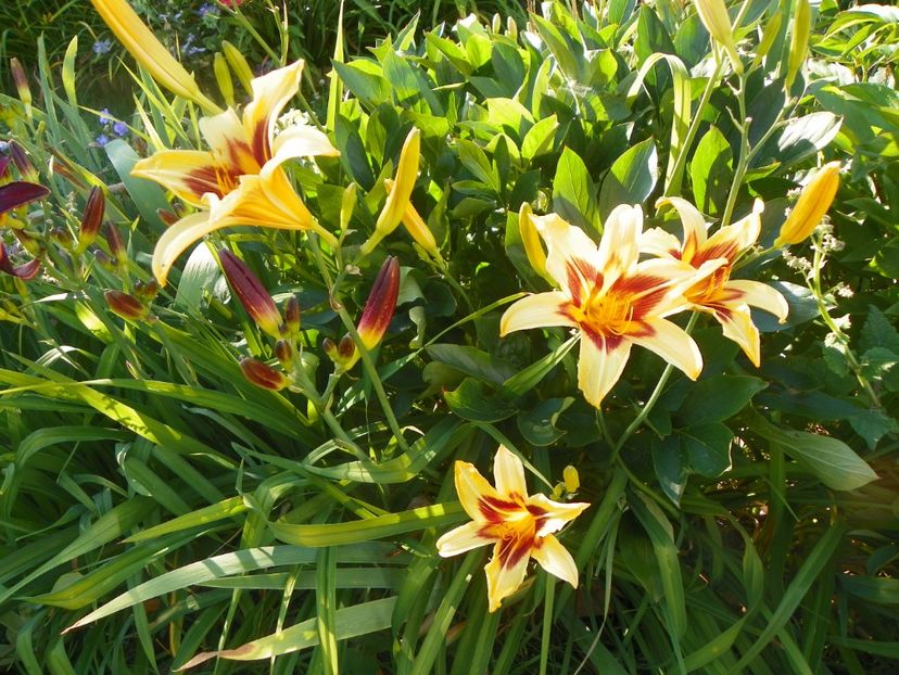 Bonanza - Hemerocallis 2017