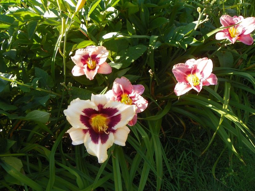 Moonlit Masquerade si Always Afternoon - Hemerocallis 2017