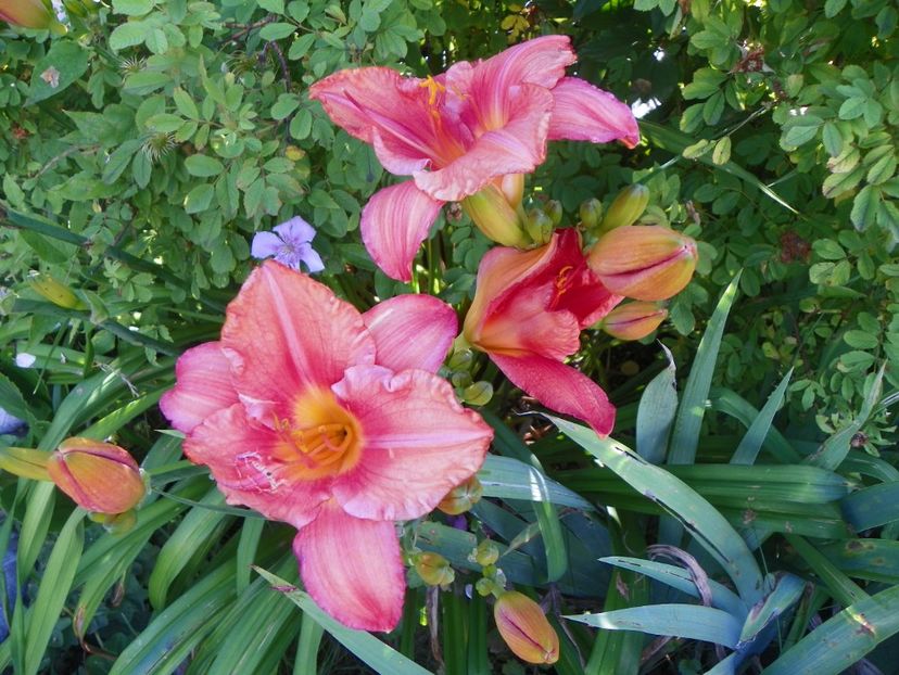 South Seas - Hemerocallis 2017