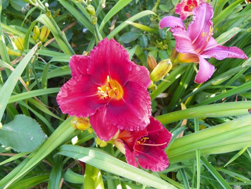 Siloam Showgirl si Chicago Royal Robe - Hemerocallis 2017