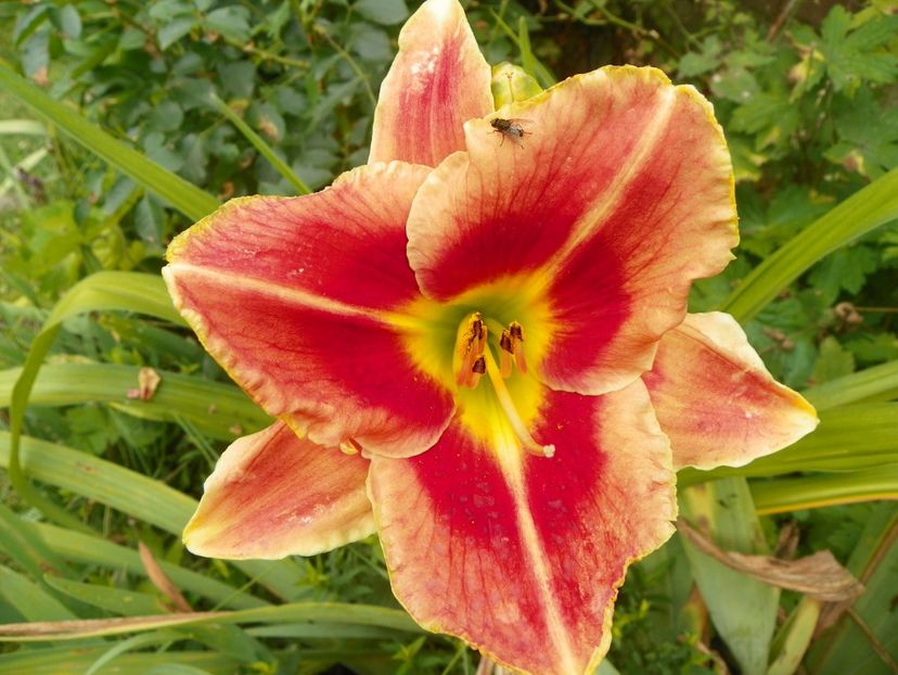 Fire and Fog - Hemerocallis 2017