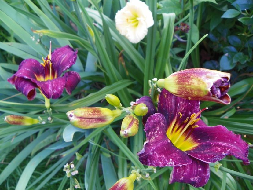 Holy Moses - Hemerocallis 2017