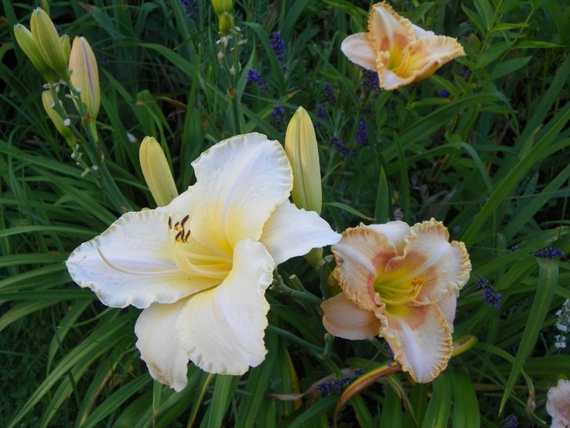 Arctic Snow si Wisest of Wizards - Hemerocallis 2017