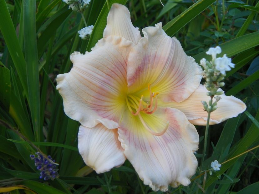 Rings of Time - Hemerocallis 2017
