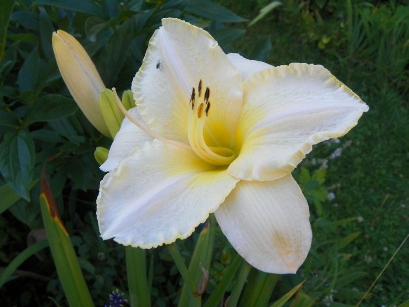 Arctic Snow - Hemerocallis 2017