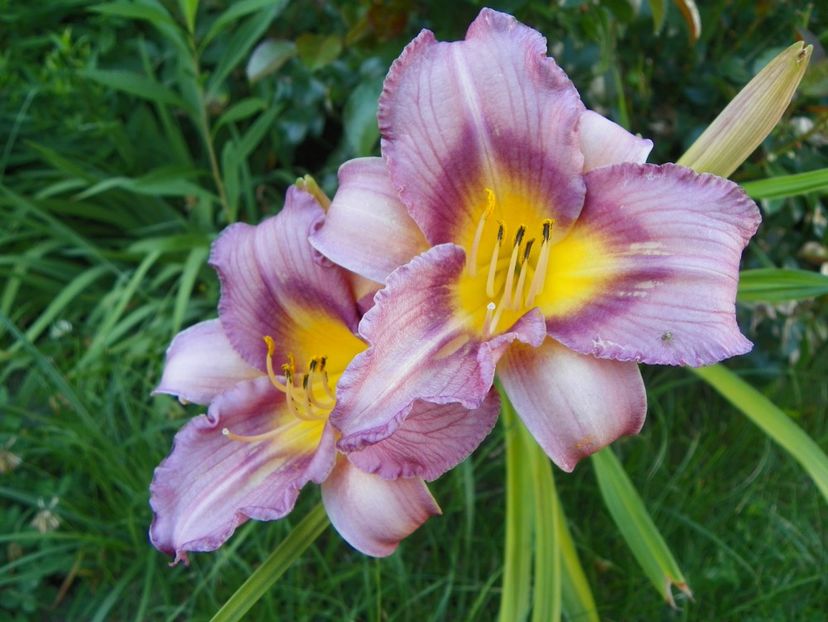 Little Fellow - Hemerocallis 2017