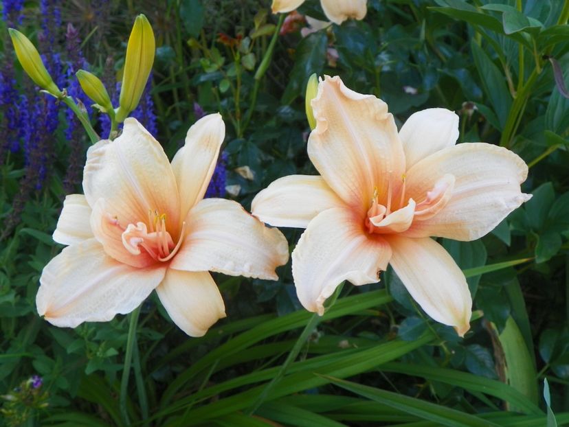 Double Dream - Hemerocallis 2017