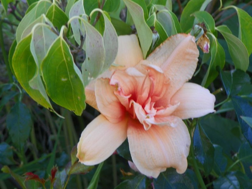 Double Dream - Hemerocallis 2017