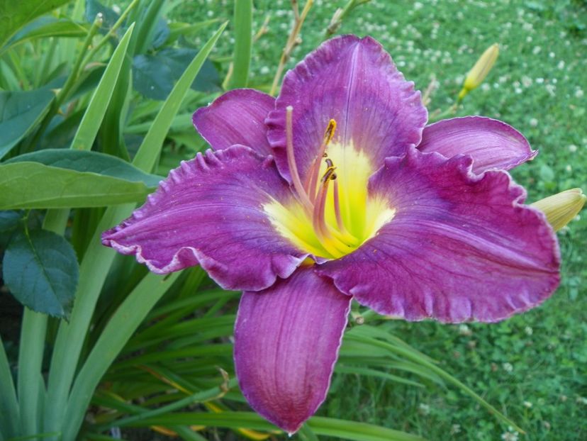 Disraeli - Hemerocallis 2017