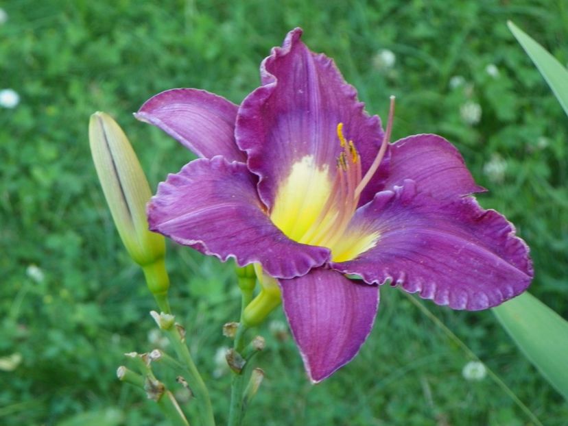 Disraeli - Hemerocallis 2017