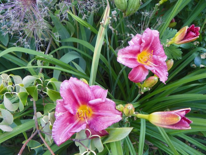 Rosy Returns - Hemerocallis 2017