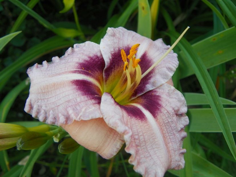 Snowy Eyes - Hemerocallis 2017