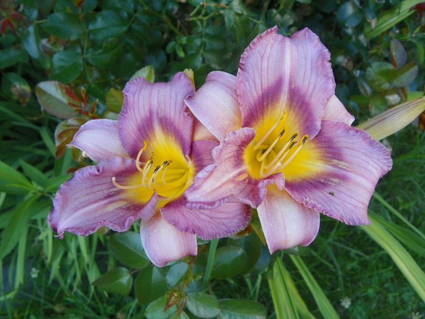 Little Fellow - Hemerocallis 2017
