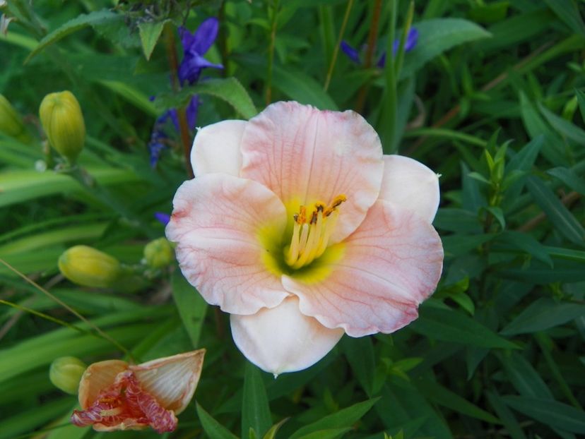 Pink Puff - Hemerocallis 2017