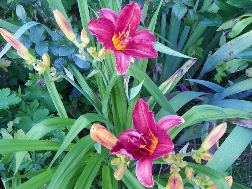 Double Firecracker - Hemerocallis 2017