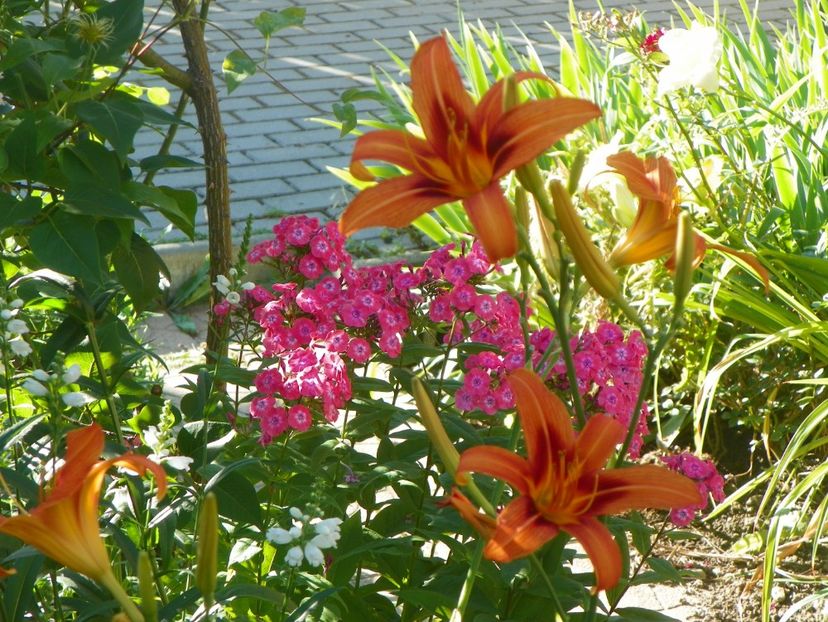 Fulva - Hemerocallis 2017