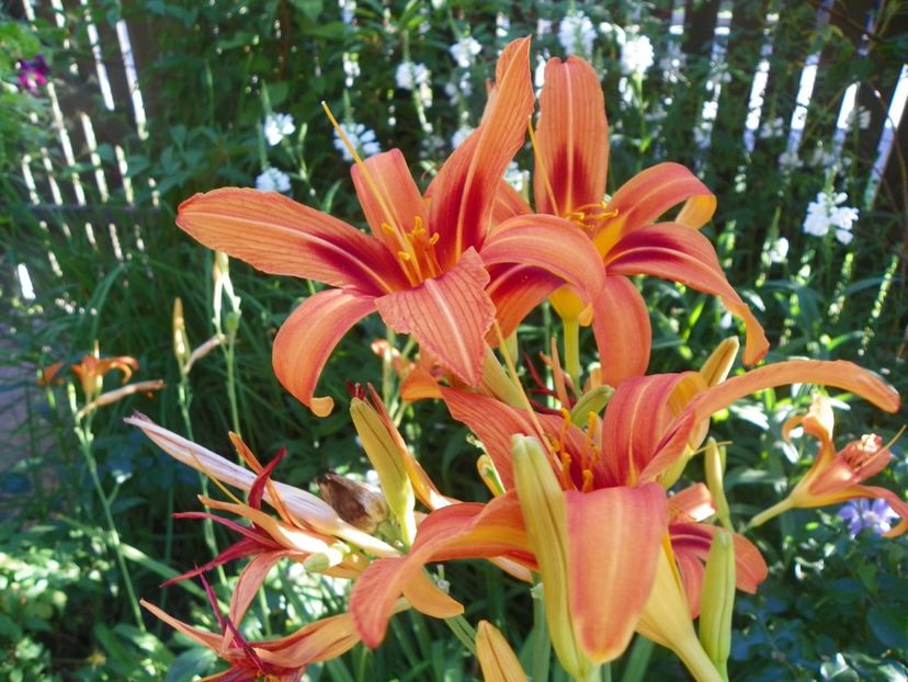 Fulva - Hemerocallis 2017