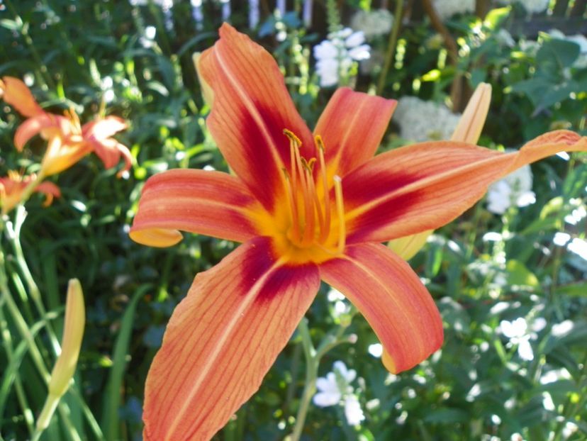 Fulva - Hemerocallis 2017